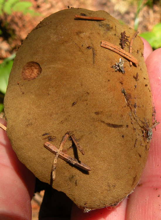 Due Boletaceae trentine